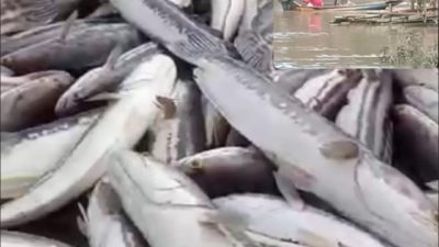 APH Diminta Bertindak, Banyak Ikan Toman Mati Dugaan Dampak Aktifitas PETI di Sungai Batang,Kapuas Hulu