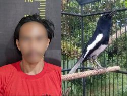 Tergiur Suara Merdu Burung Kacer Berujung Jeruji Besi