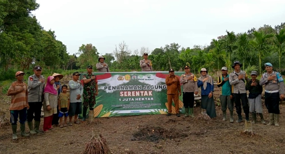 Kegiatan Penanaman Jagung Serentak 1 Juta Hektar Di Teluk Batang: Upaya Mendukung Swasembada Pangan