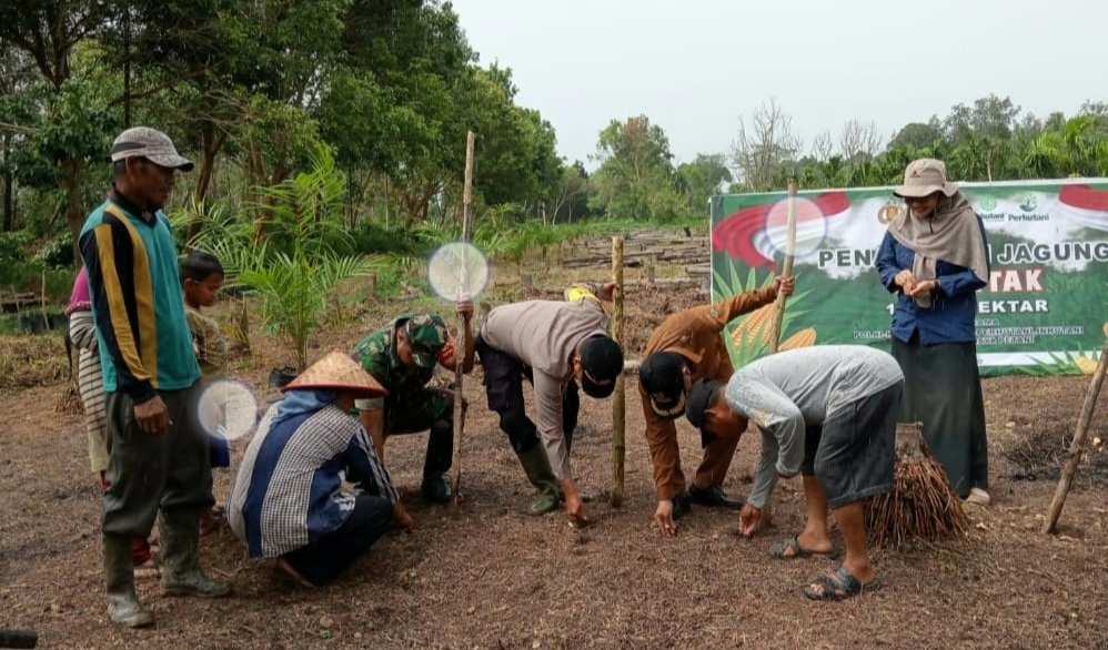 Kegiatan Penanaman Jagung Serentak 1 Juta Hektar Di Teluk Batang: Upaya Mendukung Swasembada Pangan(1)