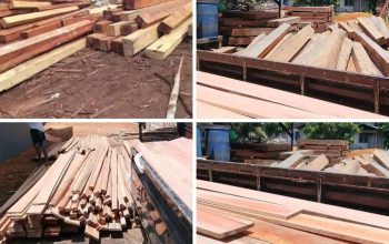 Diduga Milik Warga Bernama “AKAU” Tumpukan Kayu ILEGAL di Balai Bekuak